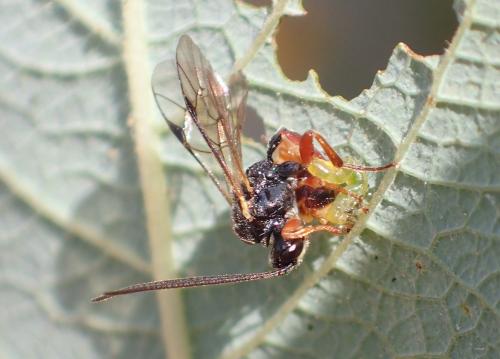 Rhorus sp.